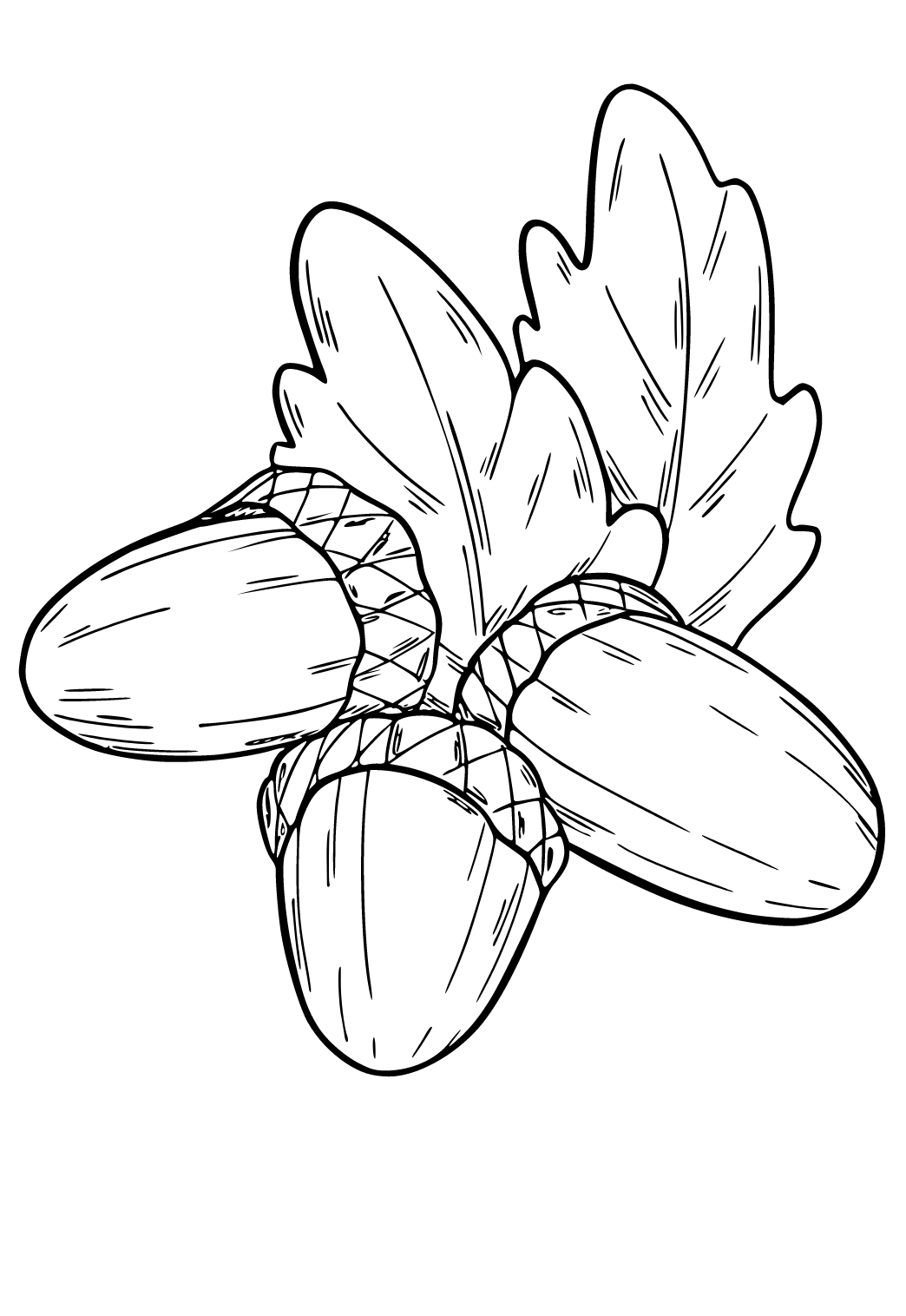 Three acorns connected by leaves coloring page